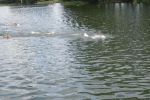 2010_margonin_089.jpg