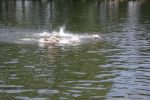 2010_margonin_061.jpg