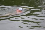 2011_margonin_058.jpg